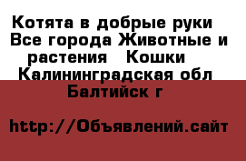 Котята в добрые руки - Все города Животные и растения » Кошки   . Калининградская обл.,Балтийск г.